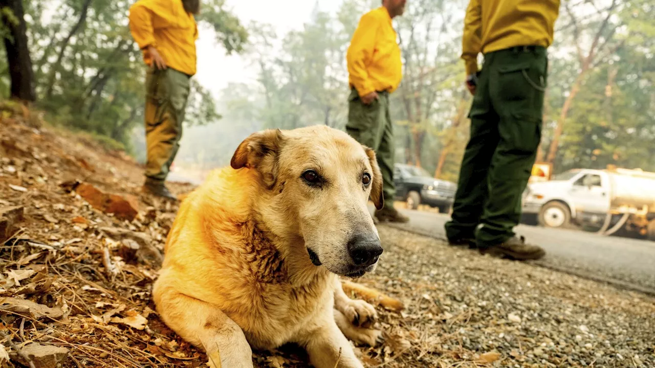 Wildfire sparked by a burning car triples in size in a day. A 42-year-old man is arrested