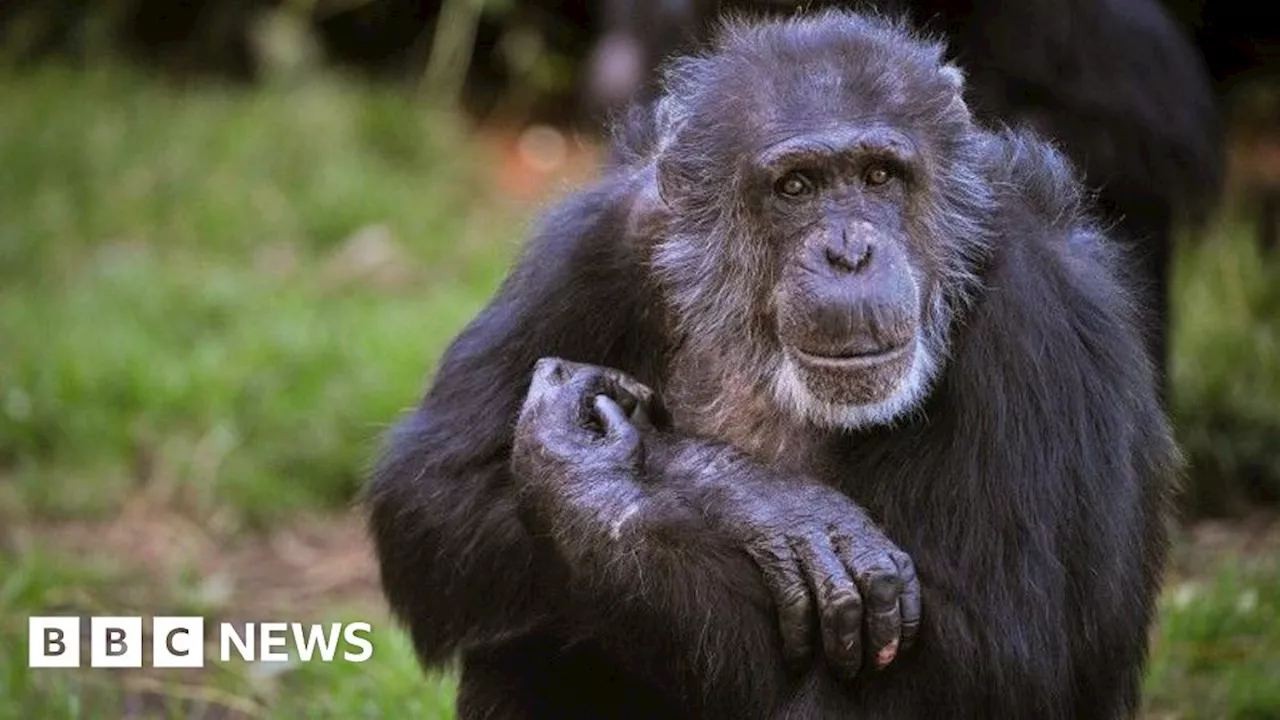 Chester Zoo announces death of 58-year-old chimp