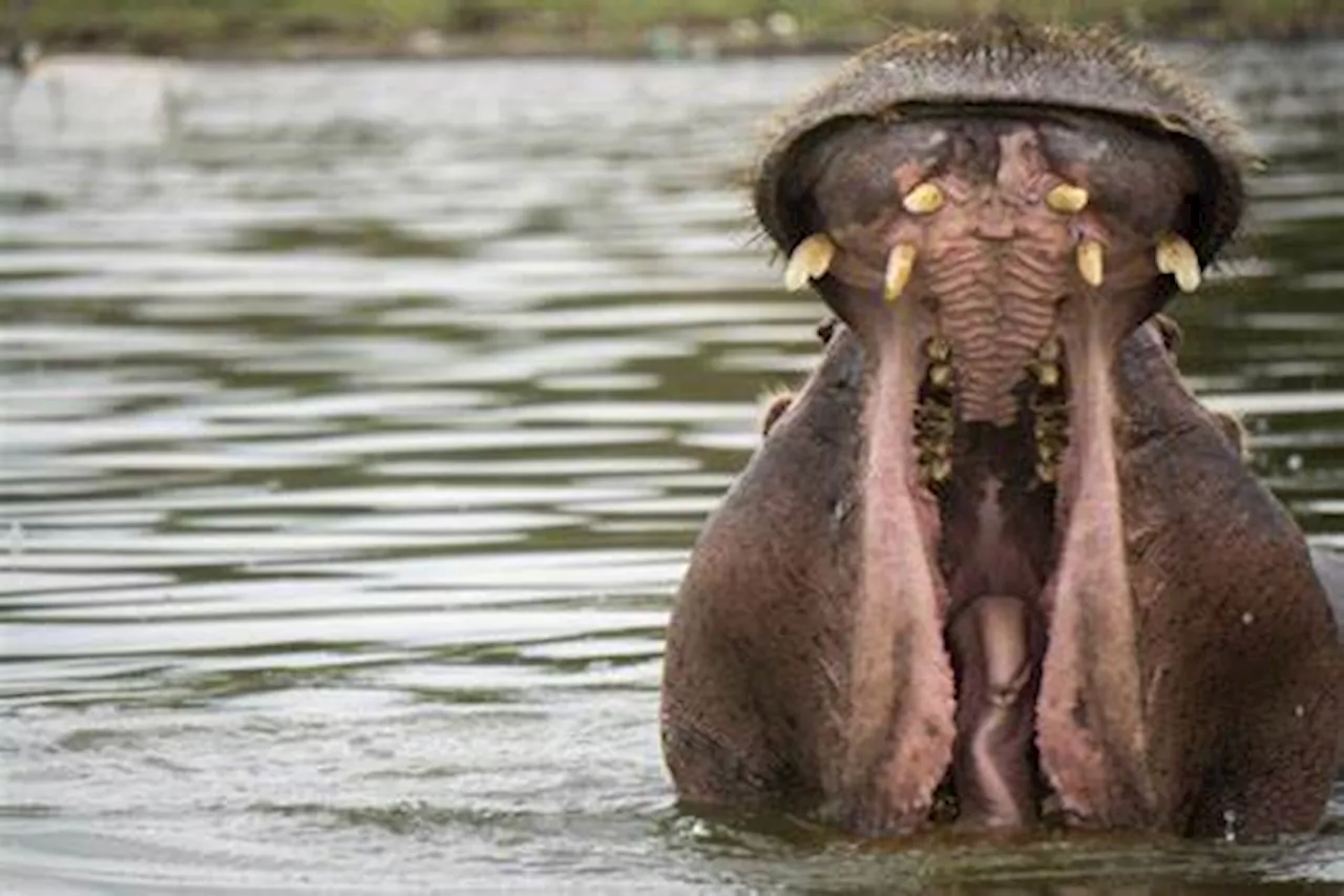 Hippo attacks woman in Kruger National Park