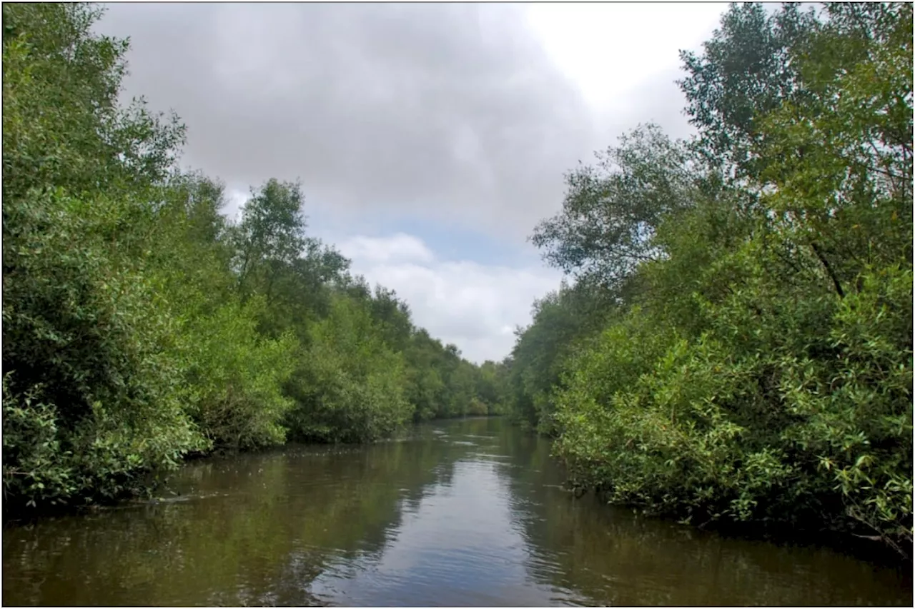 KU seminar highlights importance of presence of mangroves