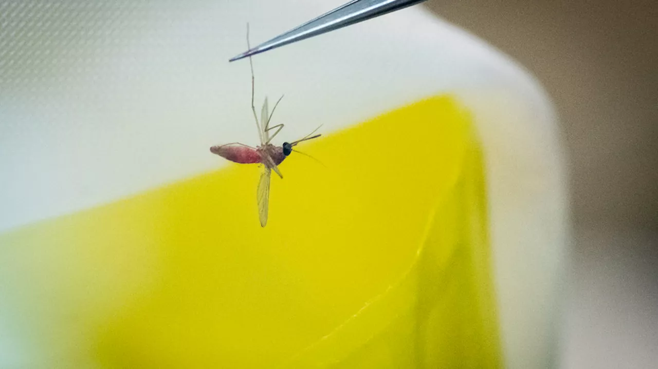 Two more mosquito samples test positive for West Nile in Williamson County