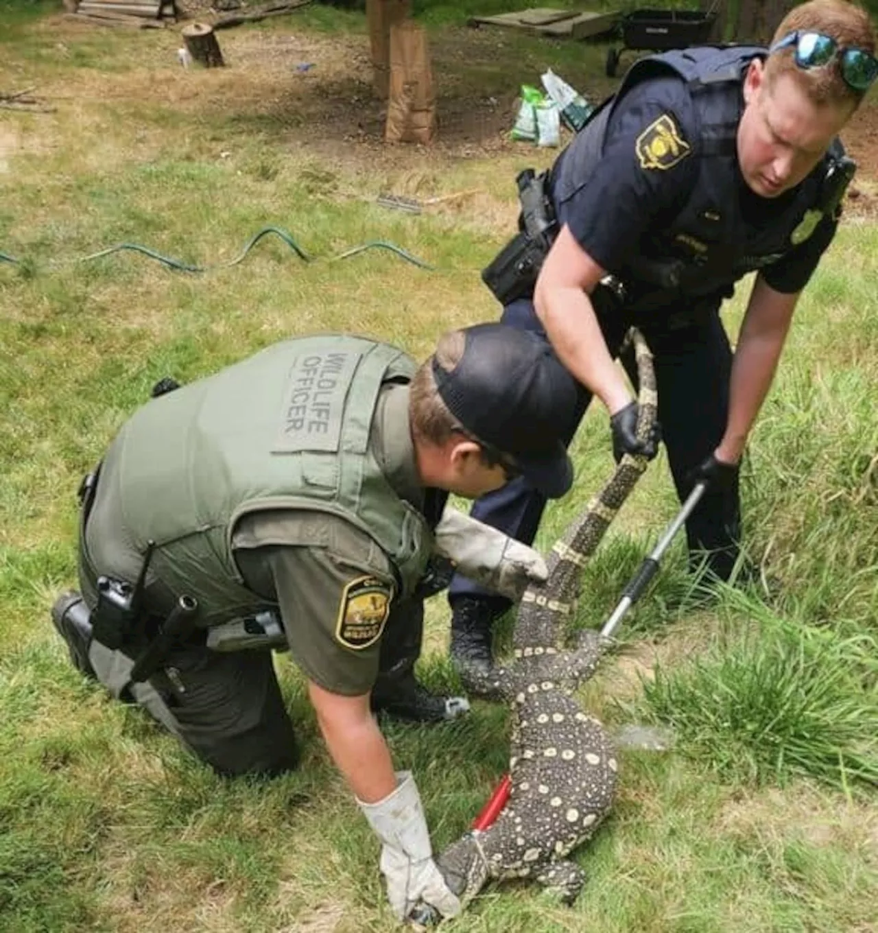 A giant lizard usually found in Africa surprises Lake County resident in backyard