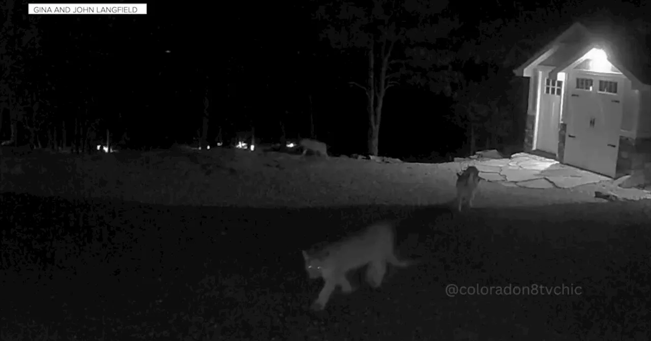 Five mountain lions captured on security camera video at Larimer County home