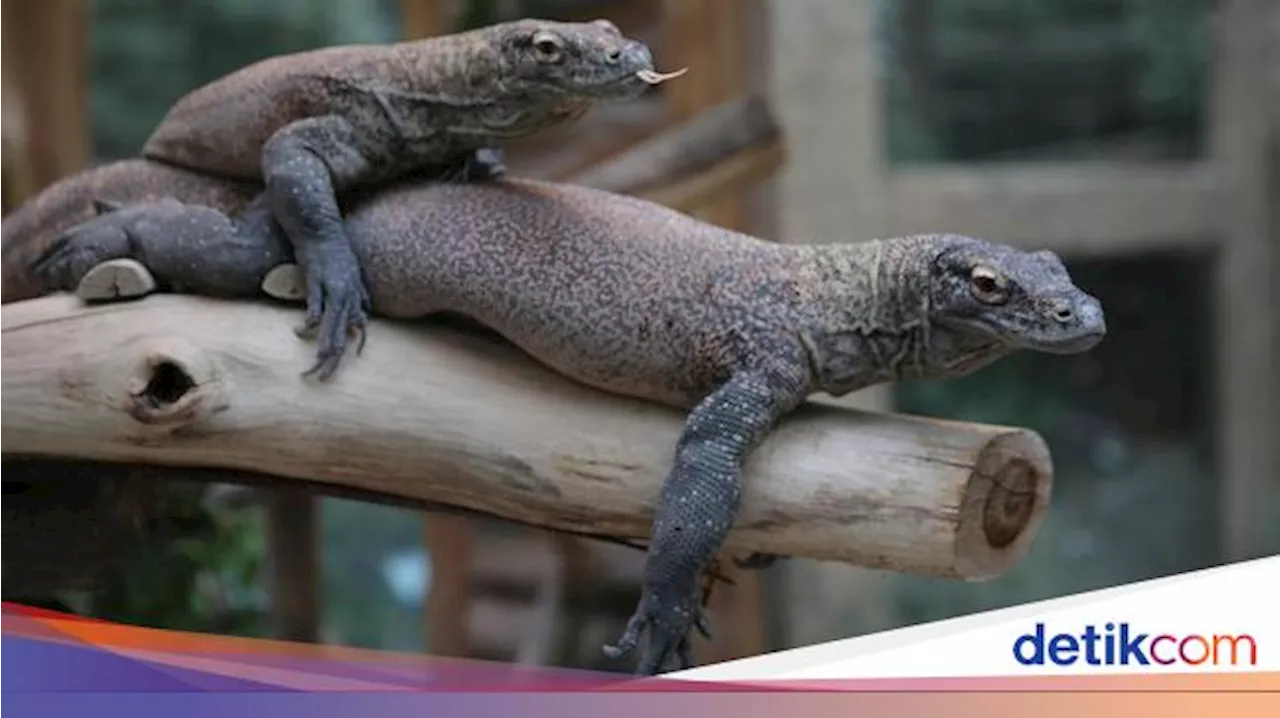 Terungkap! Gigi Komodo Ternyata Berlapis Besi