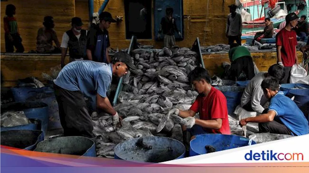 Program Tangkap Ikan Terukur Berhasil Kirim 18,8 Ton Ikan ke China