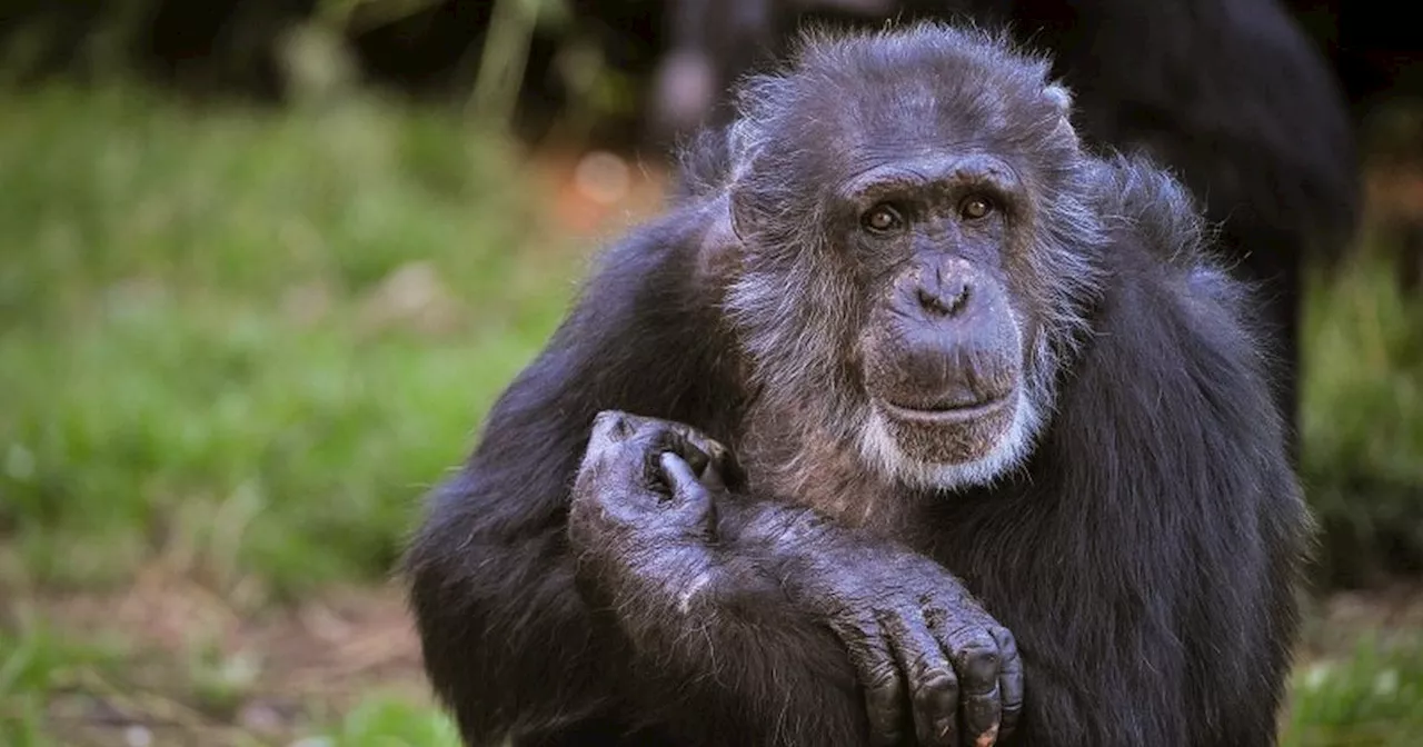 Chester Zoo 'heartbroken' as 'one in a million' chimpanzee dies