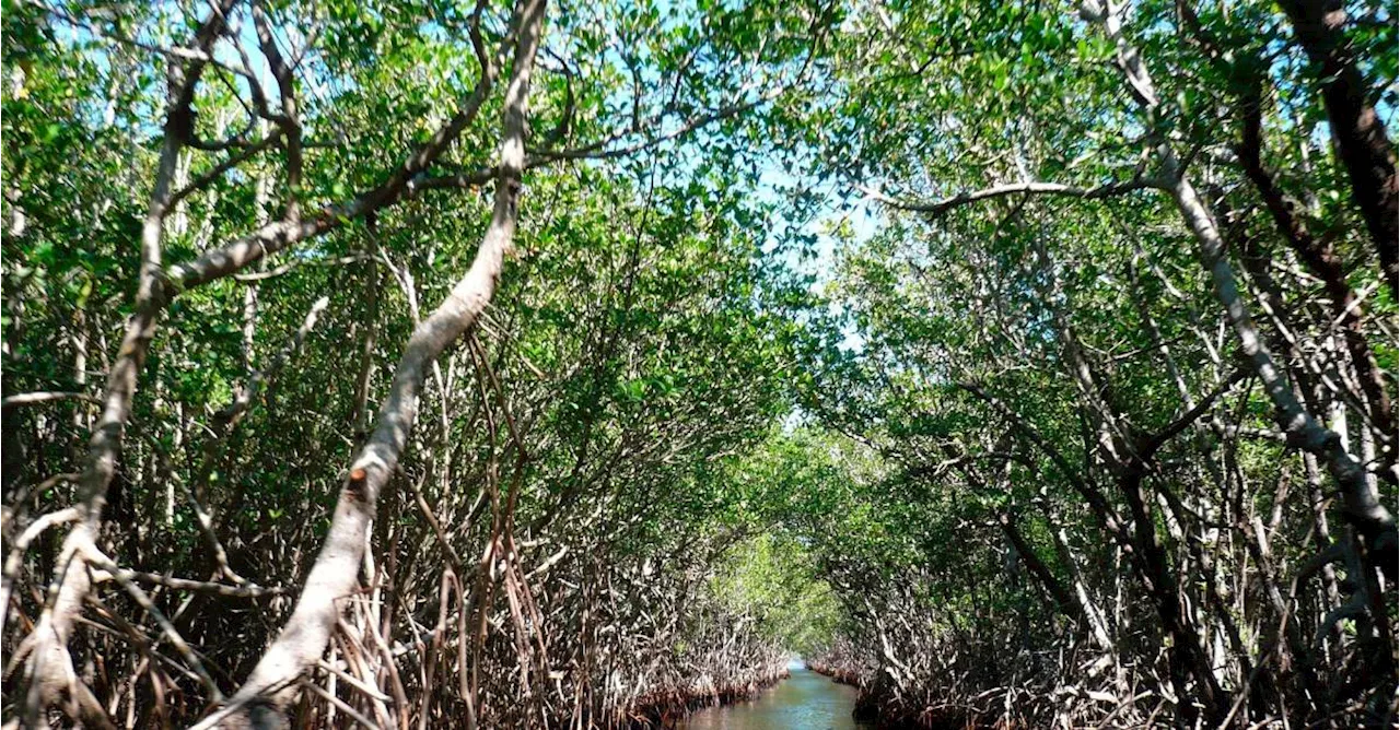 El 50 % de los manglares está en riesgo de colapso para 2050