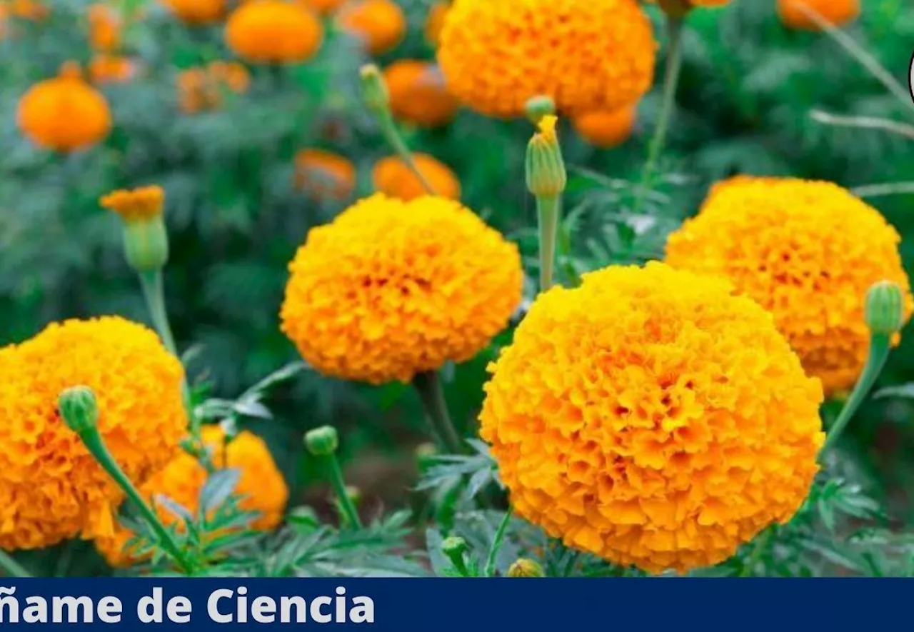 El truco de los jardineros para cultivar cempasúchil y que dé sus mejores flores