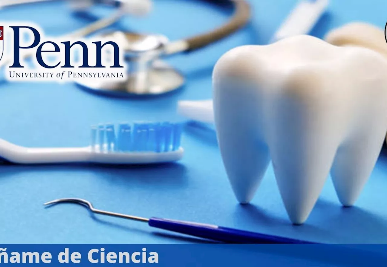 Universidad de Pennsylvania lanza curso de ODONTOLOGÍA en línea y 100% GRATUITO