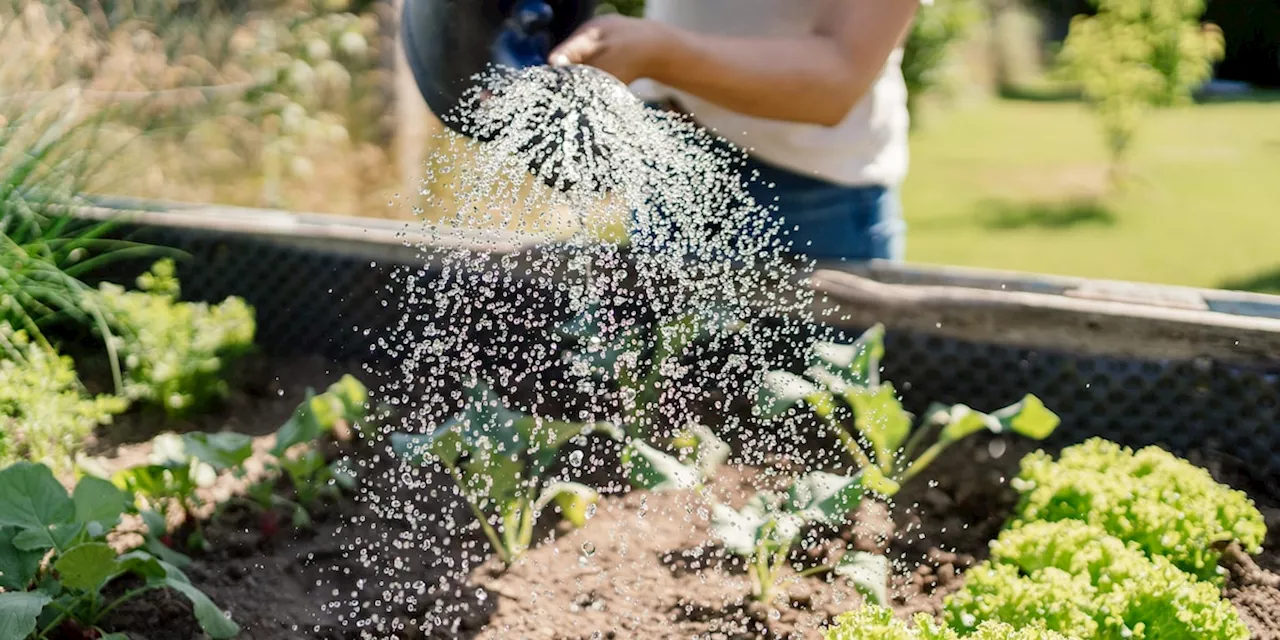 Harken, Gießen, Rasenmähen: So schützen Sie Ihren Garten vor dem Hitzekollaps