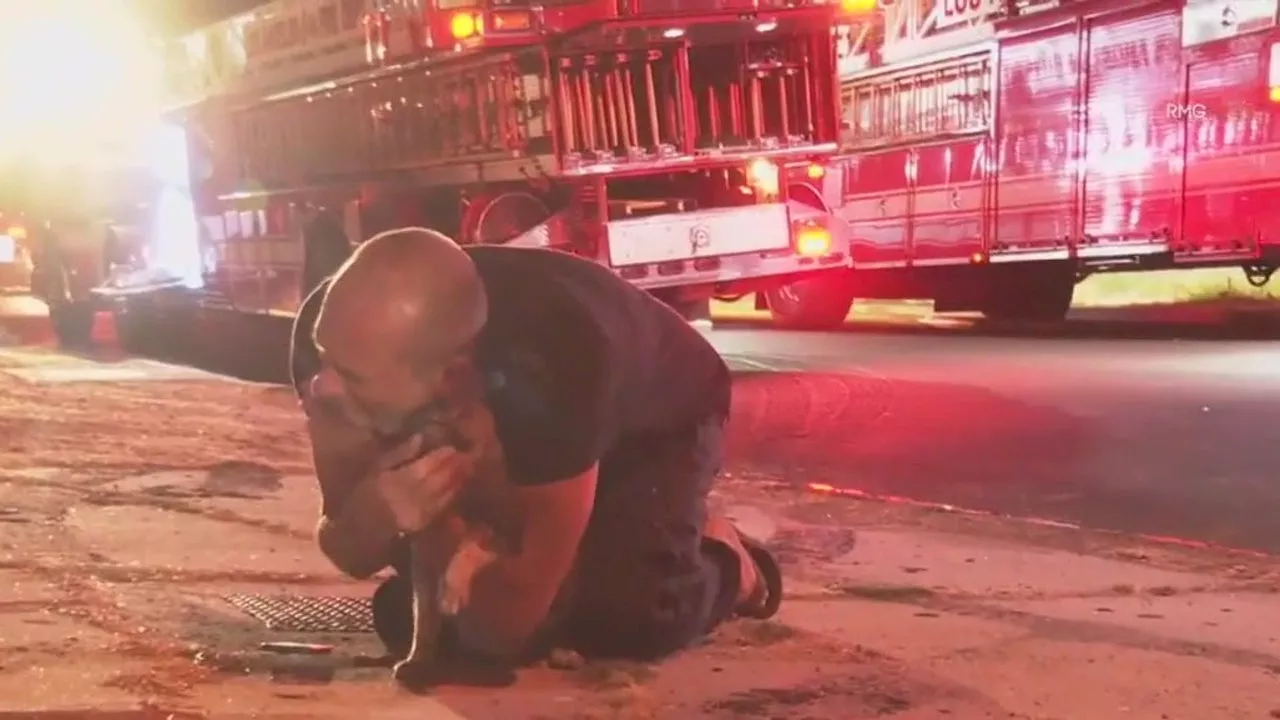 LA firefighters rescue cat from burning home in Tarzana