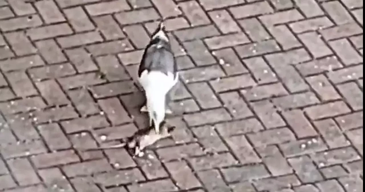 Seagull captured eating rat in north Glasgow area 'overrun' with pests