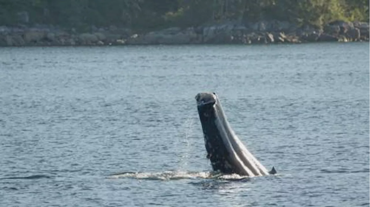 Humpback whale spotted with no tail raising concerns | Watch News Videos Online