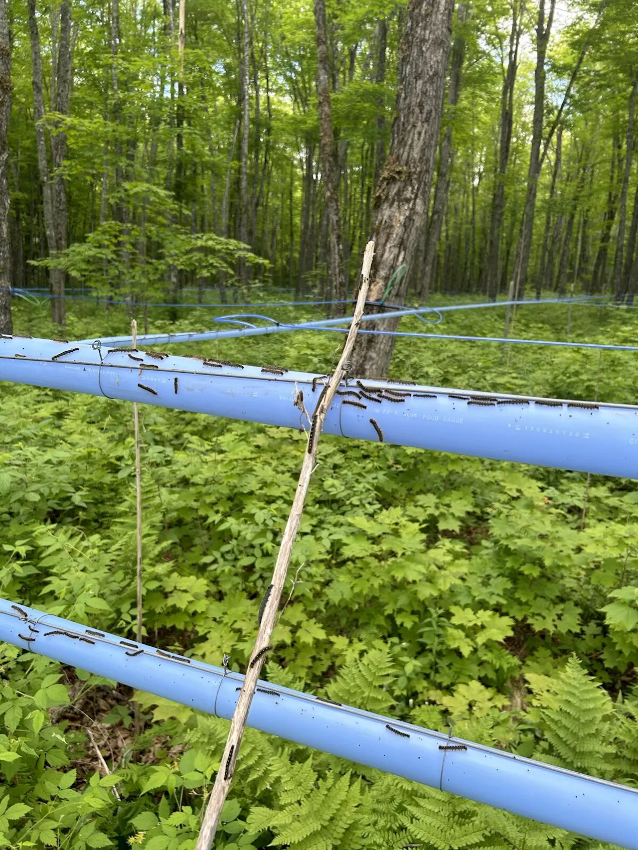 As caterpillars eat New Brunswick maple leaves, syrup producers consider insecticide solution