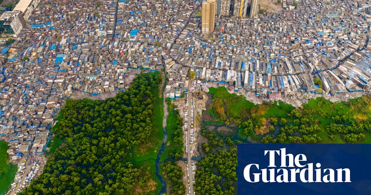 Roots and refuge: the year’s best mangrove images