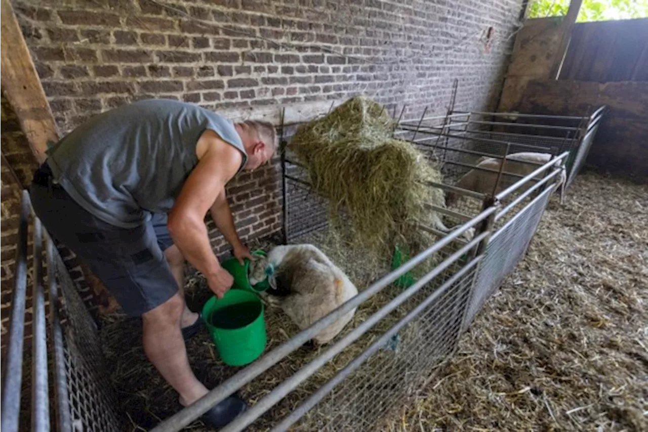 Spectaculaire stijging van besmettingen door blauwtong in Limburg en Antwerpen