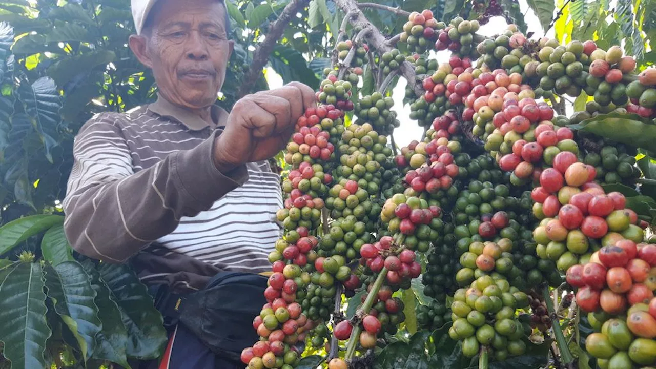 Bangun Ikhtiar Mendongkrak Produktivitas Kopi Nasional