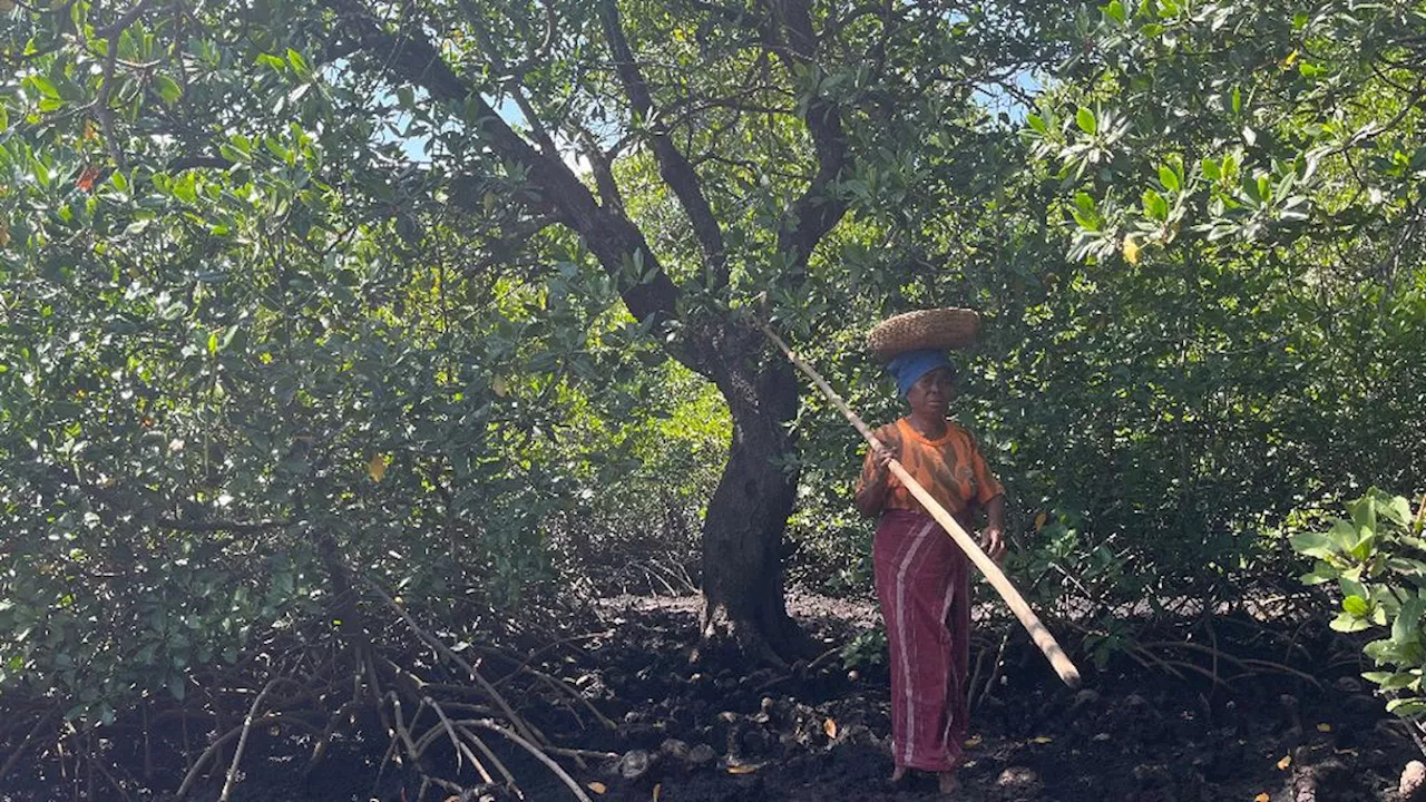 Buah Mangrove Kewaka, Sumber Pangan Fungsional yang Terpinggirkan