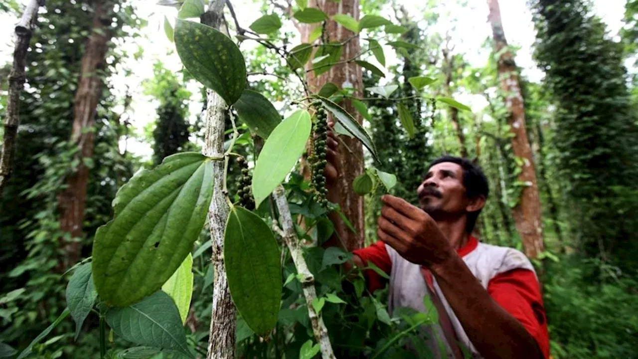 Jelang Panen Raya, Harga Lada Lampung Tembus Rp 90.000 Per Kg