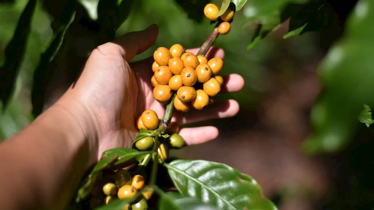 Yellow Robusta Coffee, a Treasure from the Pagar Alam Temple Forest