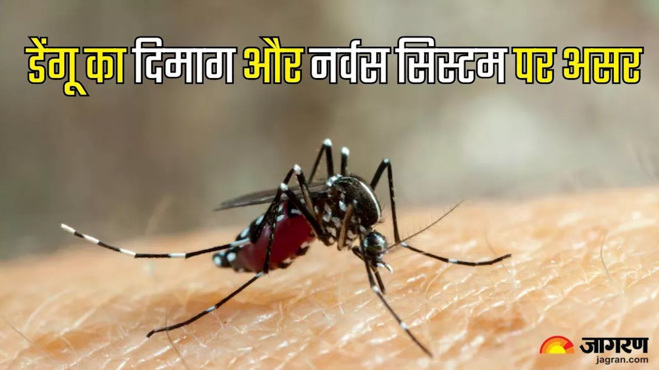 आपके दिमाग और नवर्स सिस्टम को प्रभावित कर सकता है Dengue, डॉक्टर ने बताए इसके गंभीर नुकसान