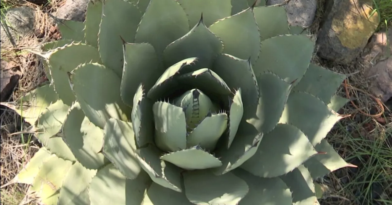 Renowned author champions agaves for being 'rooted' in southern Arizona's soil