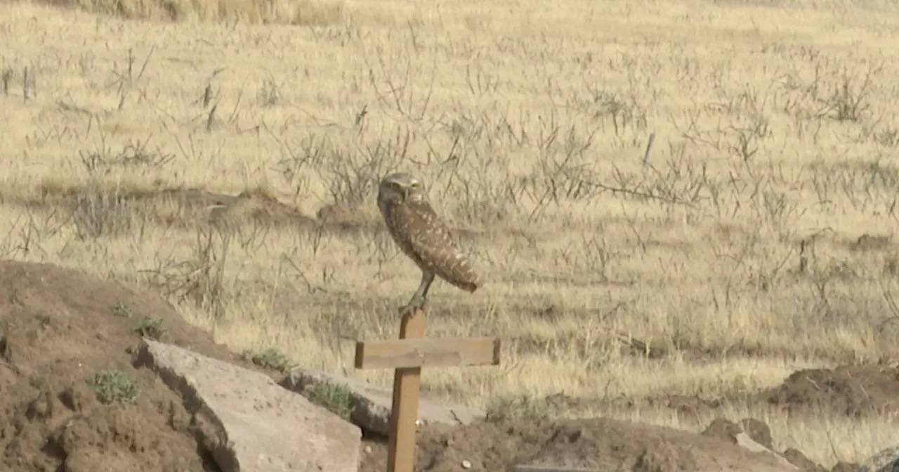 Wild at Heart works to provide new homes to burrowing owls