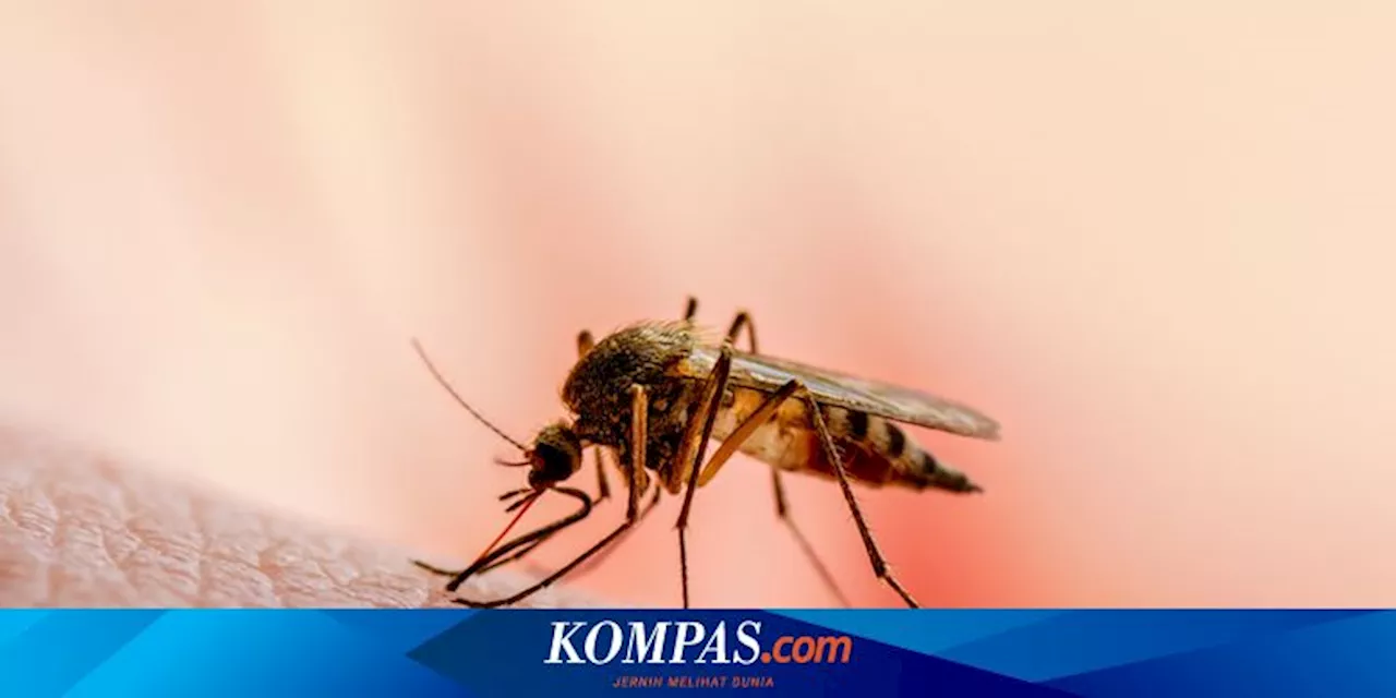 Brasil Laporkan Kematian Pertama Virus Oropouche, Gejala Mirip Demam Berdarah