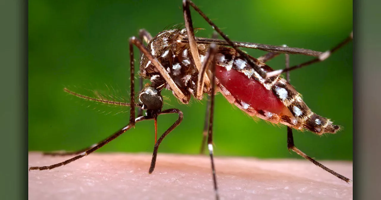 1st West Nile virus fatality in Contra Costa County since 2006 reported on July 16