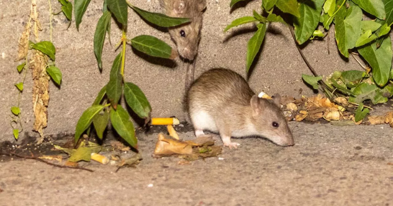 Gemeinde im Burgenland kämpft gegen Rattenpopulation