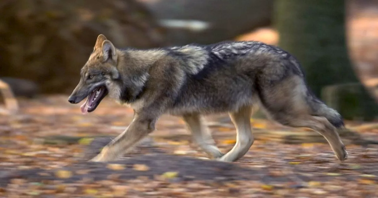 Wolf-Abschussverordnung: Tierschützer zeigen Tiroler Landesregierung an