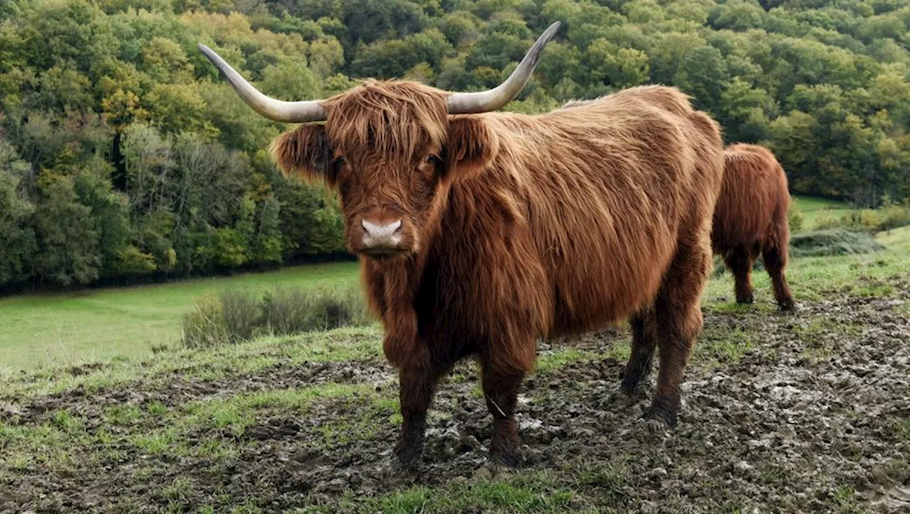 Tarn-et-Garonne : le taureau errant sera-t-il bientôt capturé ?