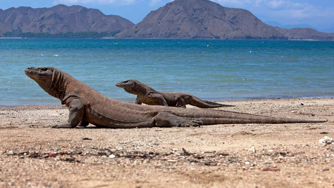 Balai Taman Nasional Komodo Tepis Isu Ganggu Bisnis Wisata Akibat Penerapan Sistem Buka Tutup Kunjungan pada 2025