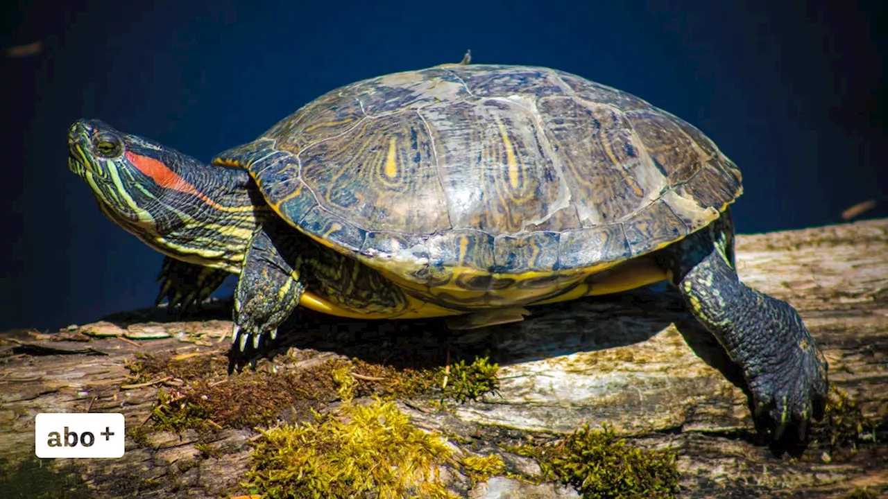 Exotische Problem-Schildkröten in drei Luzerner Weihern gefunden