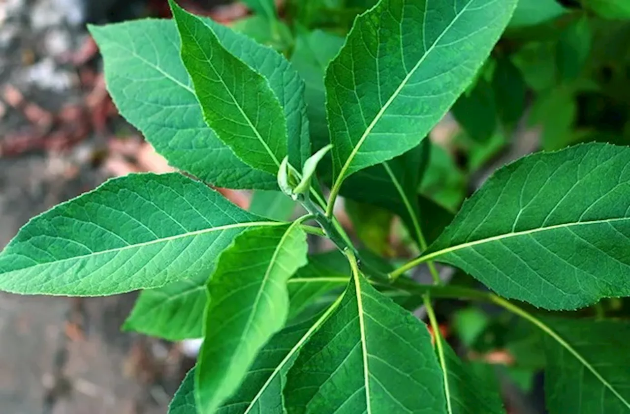 Mahasiswa UMY Teliti Terapi Herbal untuk Bantu Pengobatan Kanker Payudara