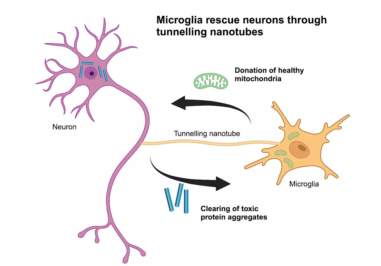 Building bridges between cells for brain health: Research finds microglia rescue neurons through tunneling nanotubes
