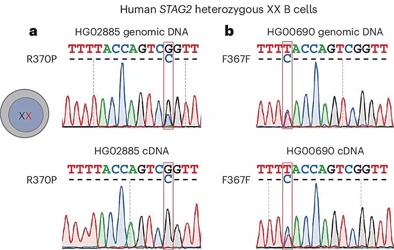 Maternal and paternal X-chromosomes show skewed distribution in different organs and tissues