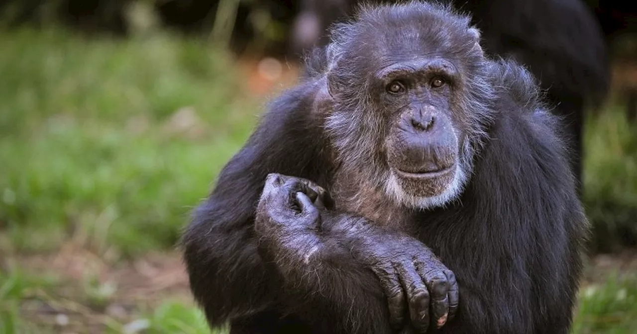 Chester Zoo 'heartbroken' following death of 'one in a million' chimpanzee