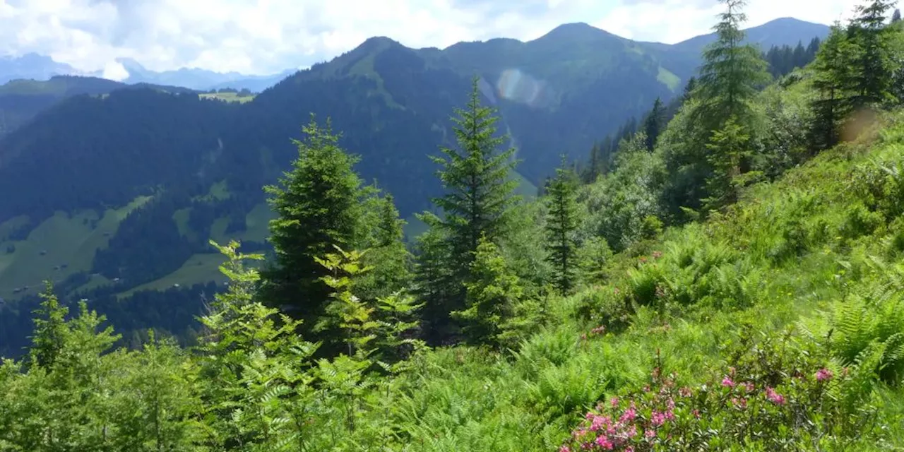 Schweizer Landschaft diesen Sommer so schön wie lange nicht mehr