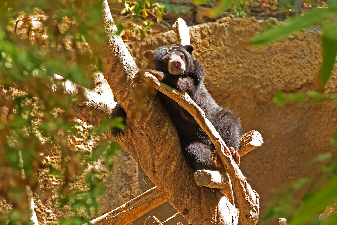 Black bear and cub destroy car in Connecticut after getting trapped inside