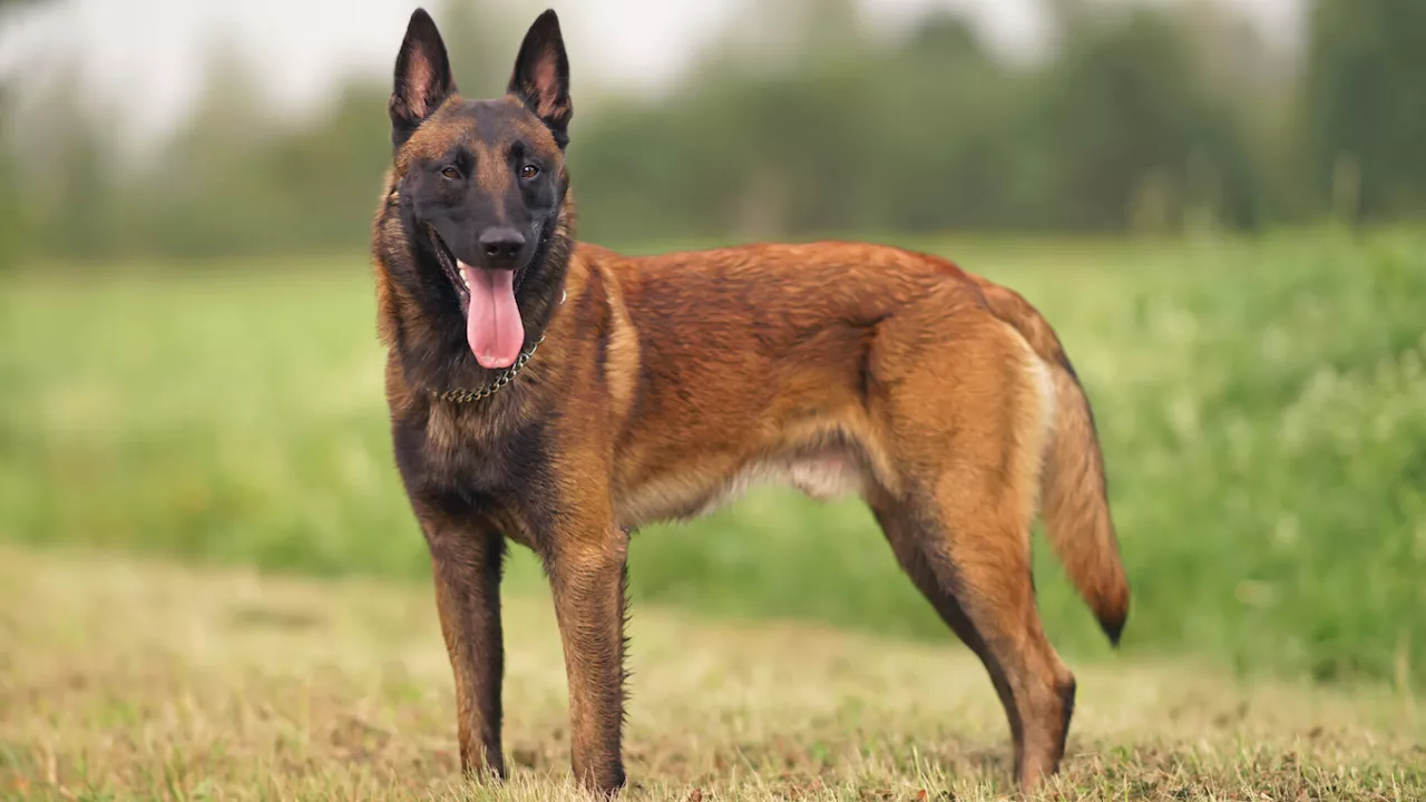 Schäferhunde-Angriff im Bezirk Wiener Neustadt: Besitzer vor Gericht