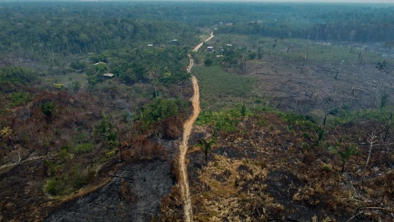 Braziliaanse boer krijgt boete van 47 miljoen voor ontbossen Amazone