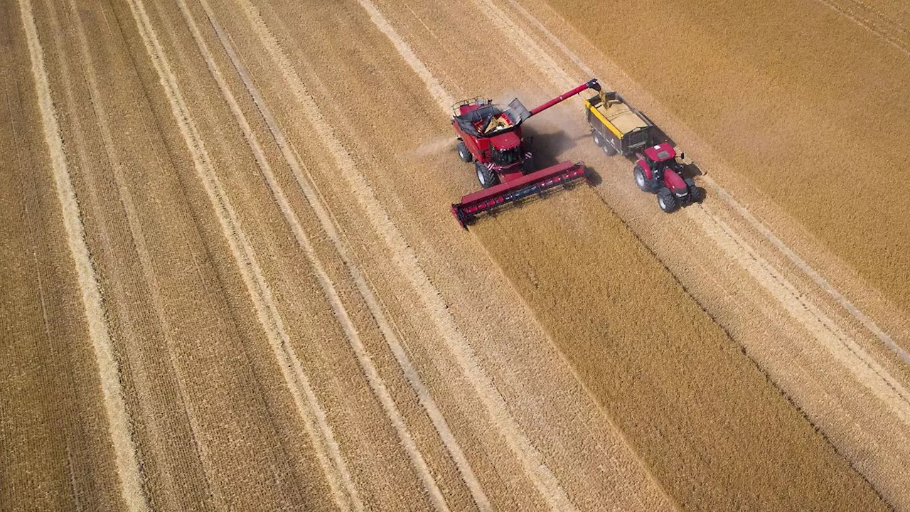 Hamburg & Schleswig-Holstein: Bauern im Norden ernten mehr Getreide