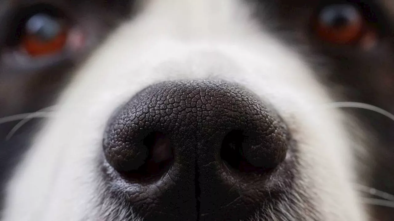 Huit chiots retrouvés dans une poubelle en Dordogne, deux d’entre eux étaient morts