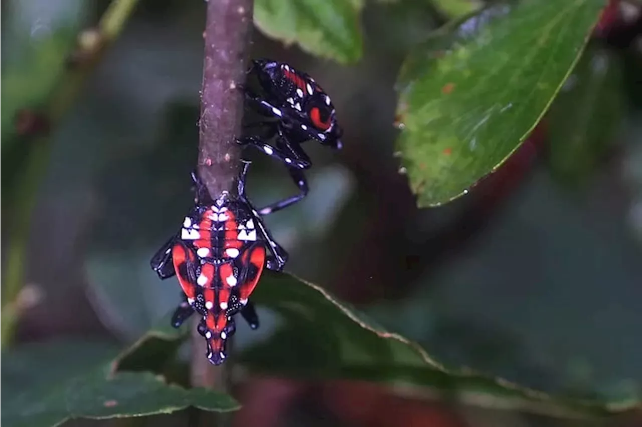 Was the lanternfly stomping worth it? | Morning Newsletter