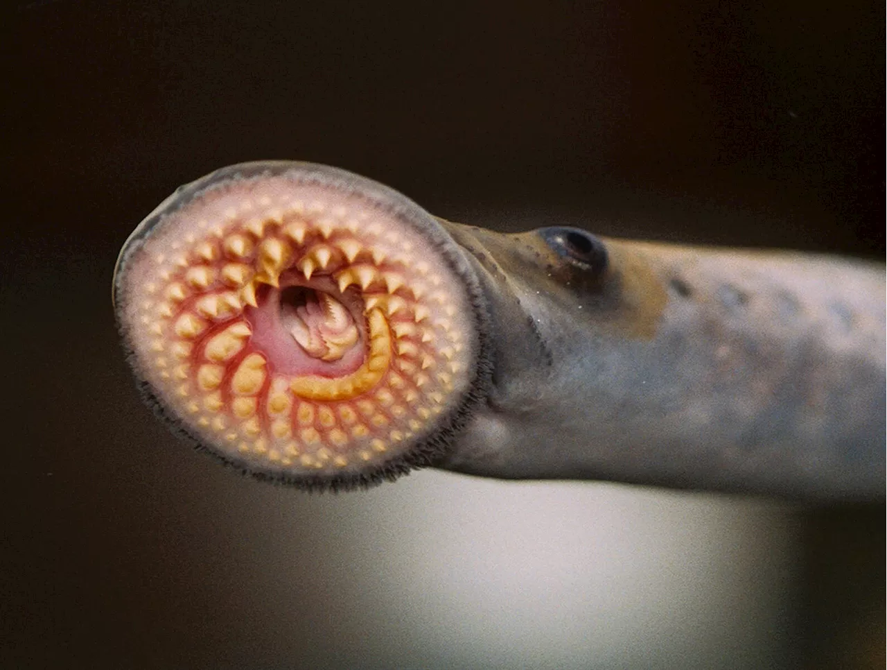Invasive, blood-sucking fish 'may hold the key to understanding where we came from,' say biologists