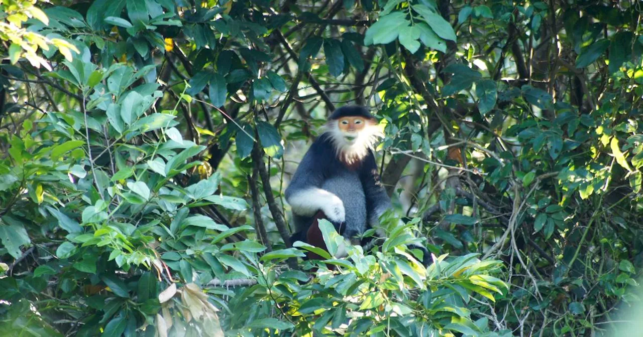 Laos: Neuer Xesap-Nationalpark - Umweltschützer feiern