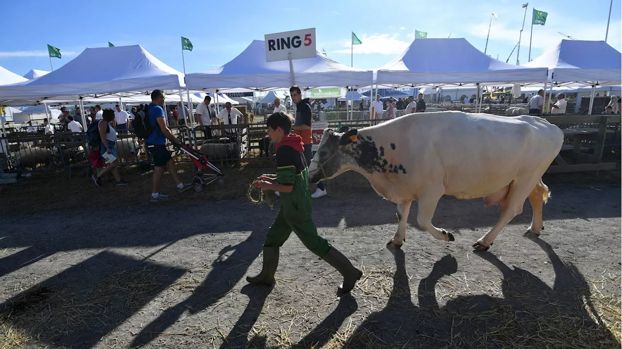 Foire de Libramont : politiquement, quelle agriculture wallonne ?