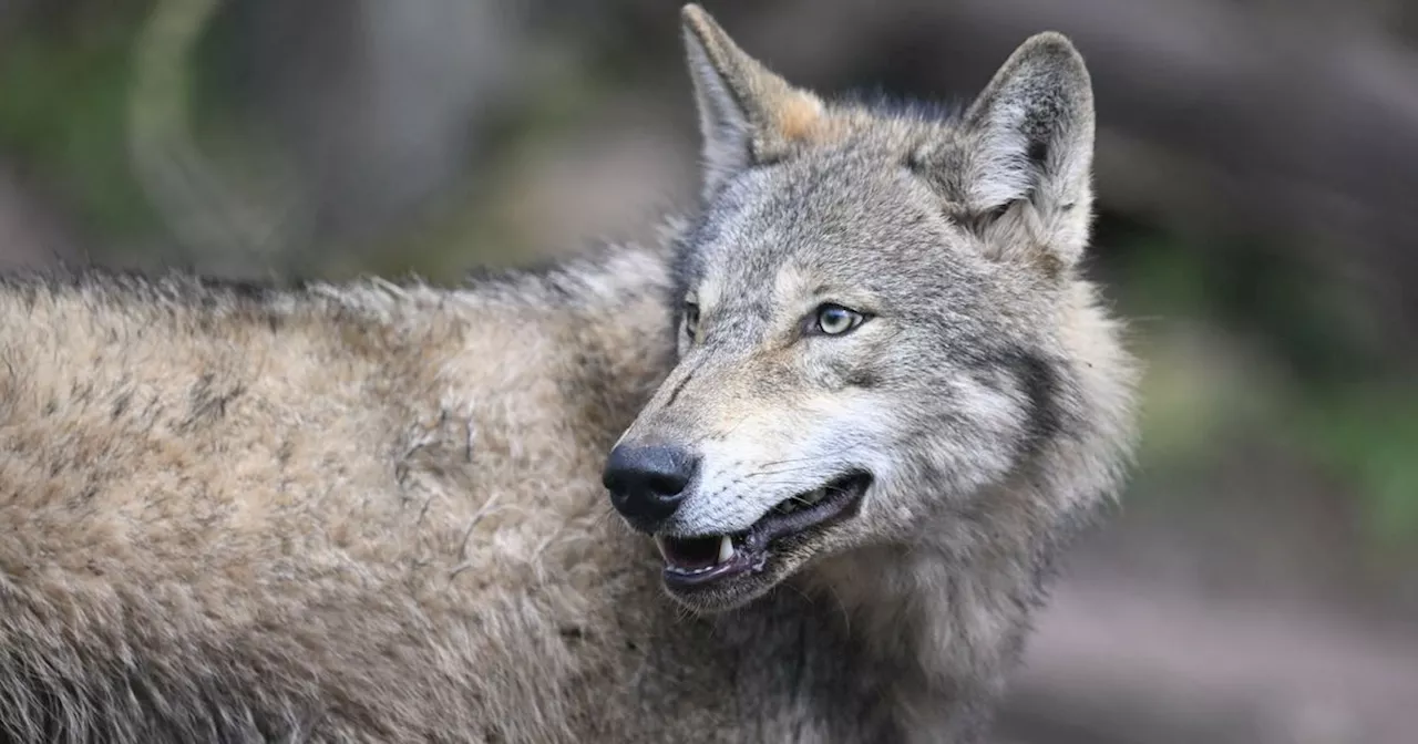 Drenthe worstelt met explosieve toename wolvenaanvallen