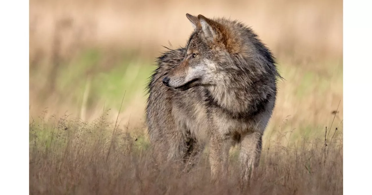 Wolvenaanvallen in Drenthe in eerste drie maanden meer dan verdubbeld